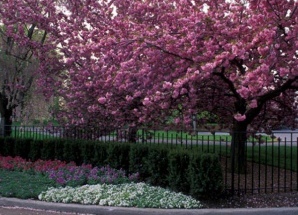 Экстрим на деревьях в саду Нью-Йорка