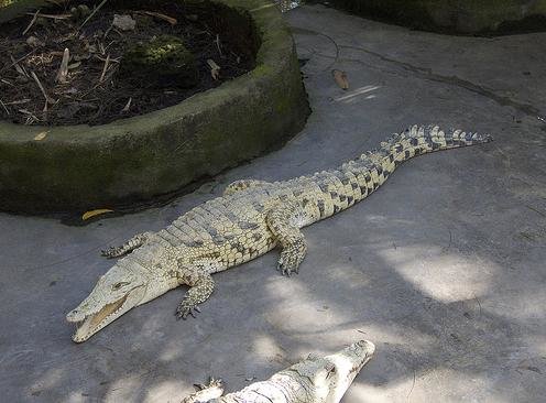 Австралийский крокодил сорвал занятие по аквааэробике