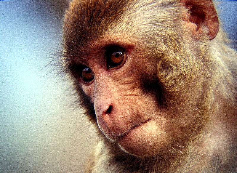 Дикая обезьяна, нападавшая на беззащитных японцев, поймана