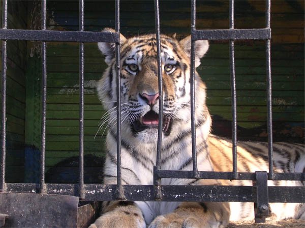 Свадьба в клетке с тиграми
